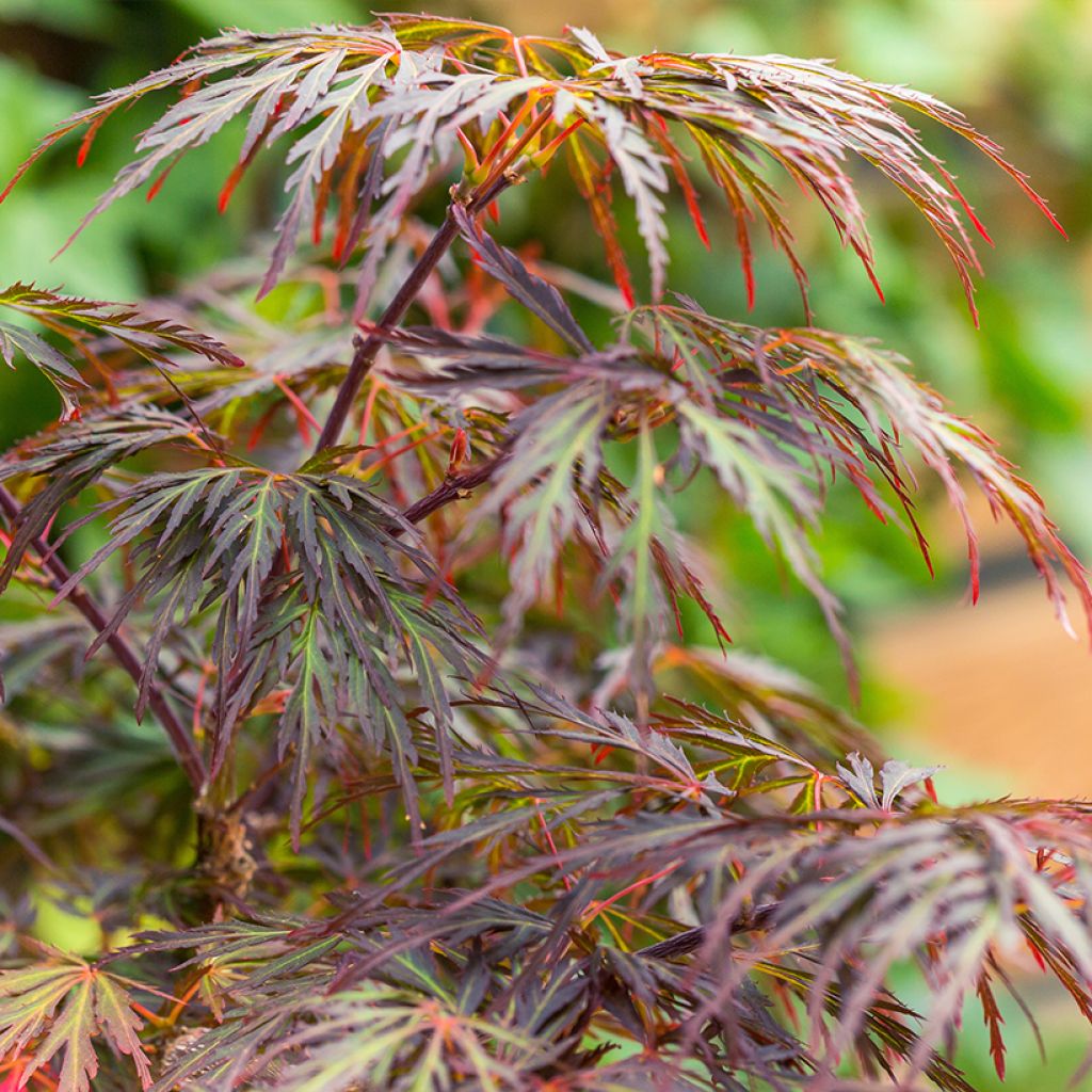 Fächerahorn Dissectum Ornatum - Acer palmatum