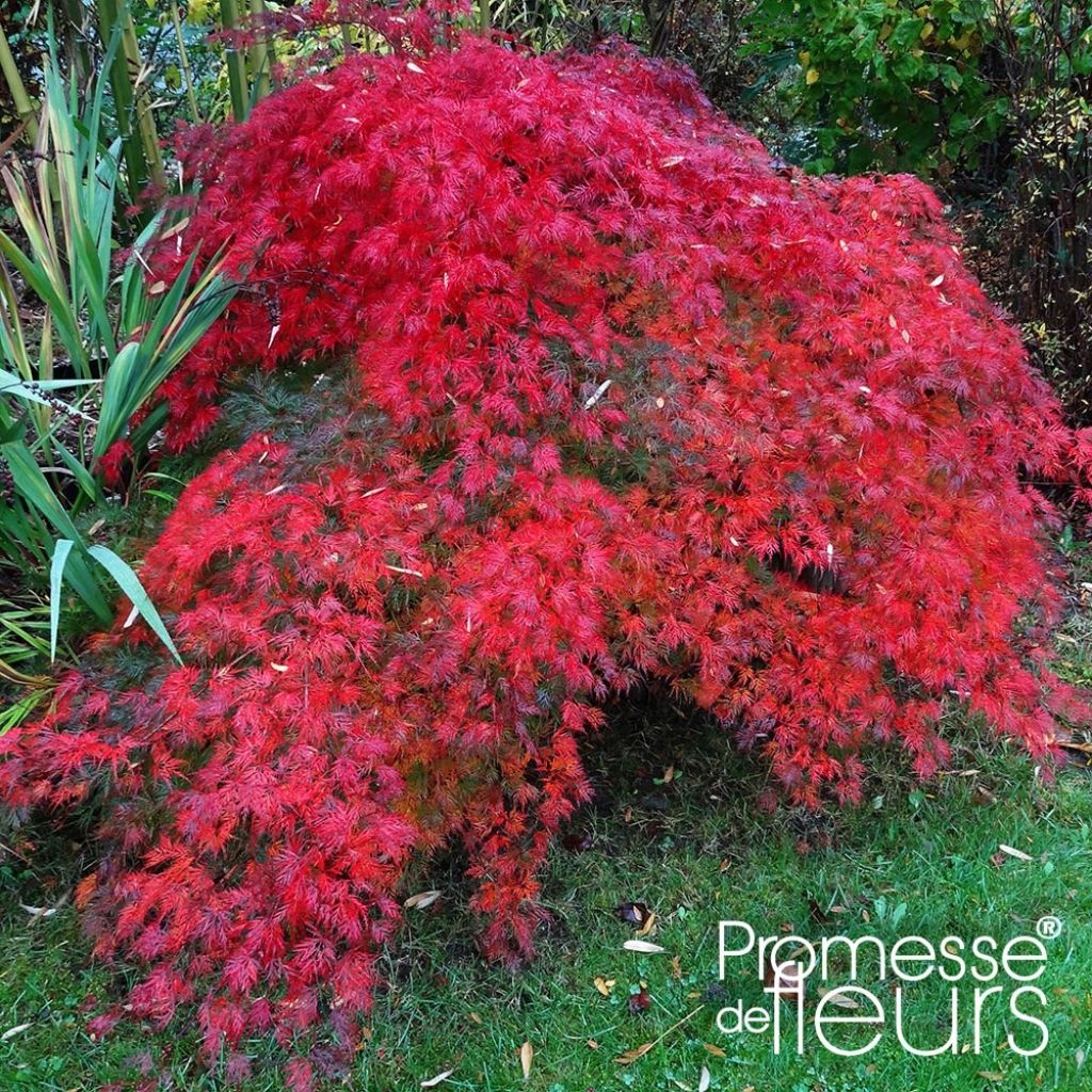 Fächerahorn Emerald Lace - Acer palmatum