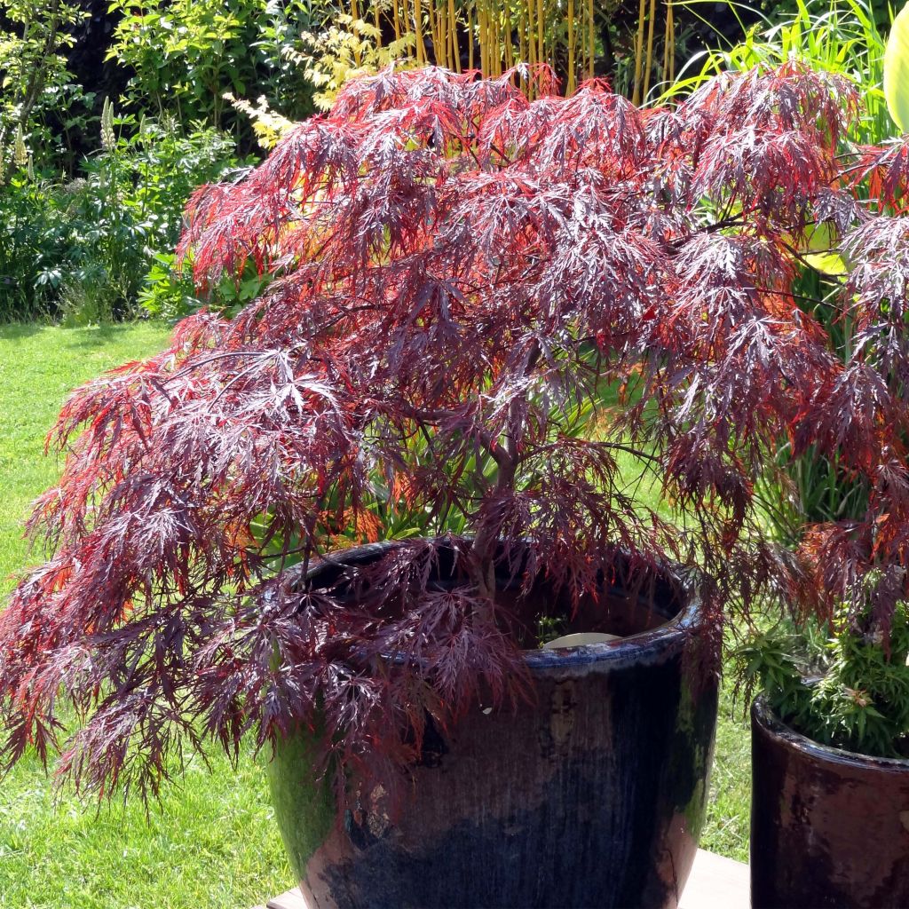 Fächerahorn Dissectum Inaba-Shidare - Acer palmatum