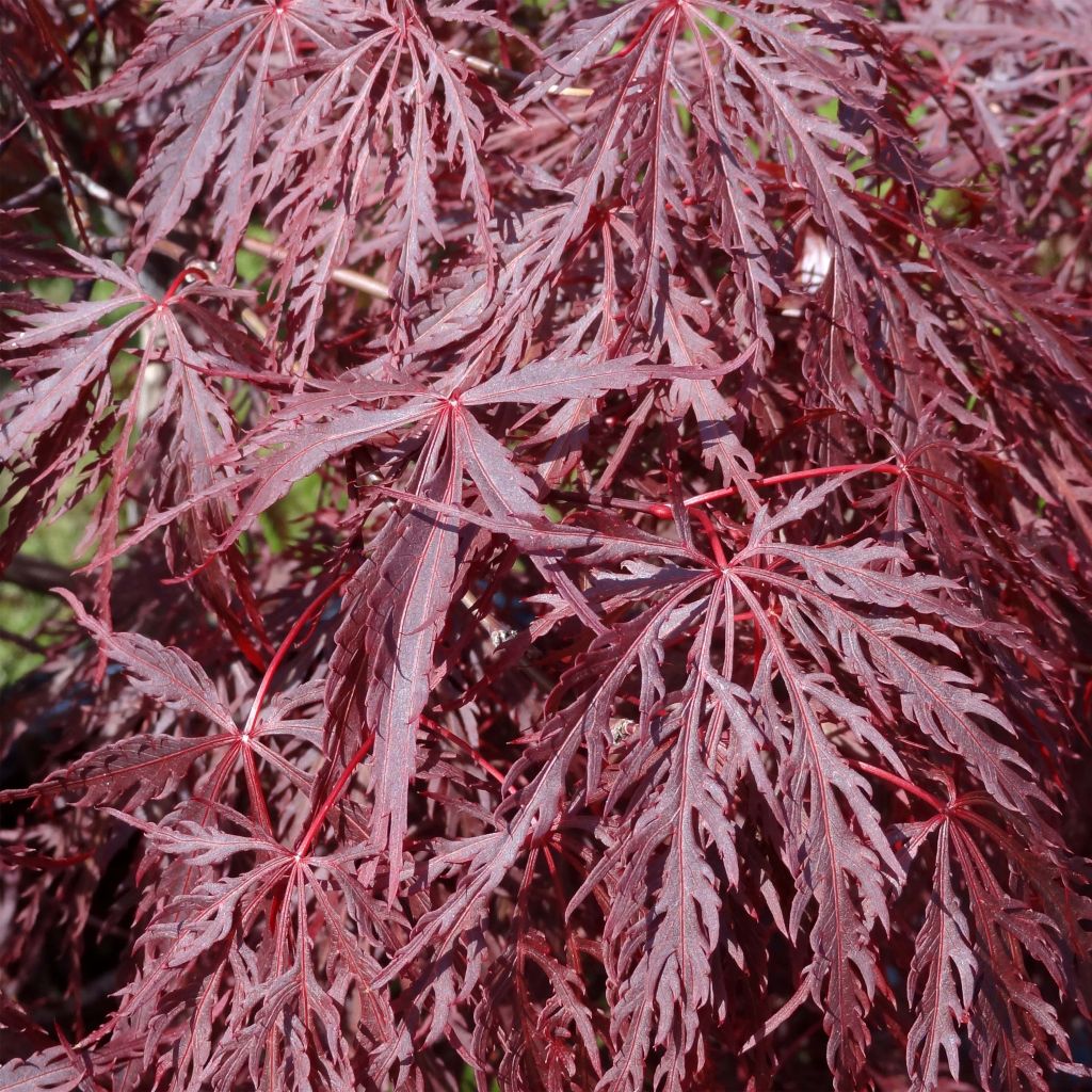 Fächerahorn Dissectum Inaba-Shidare - Acer palmatum