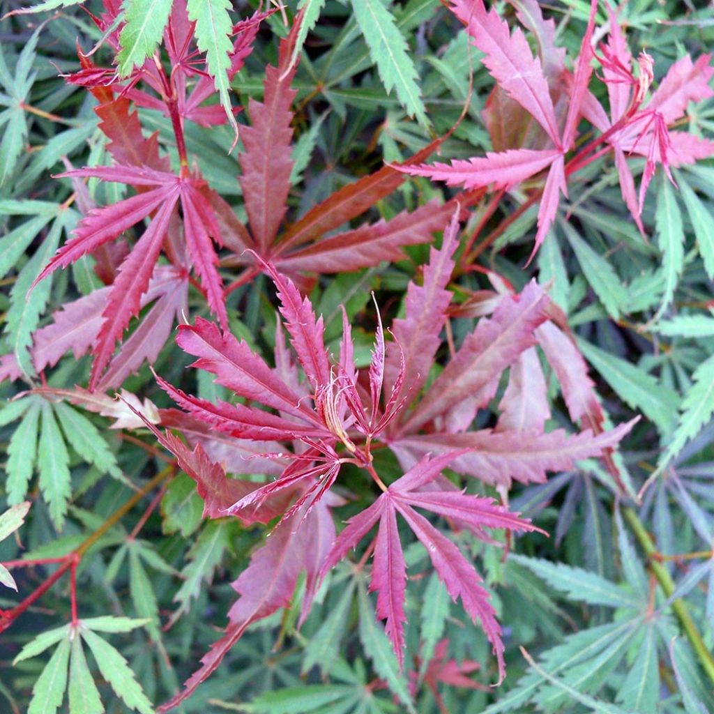 Fächerahorn Jerre Schwartz - Acer palmatum