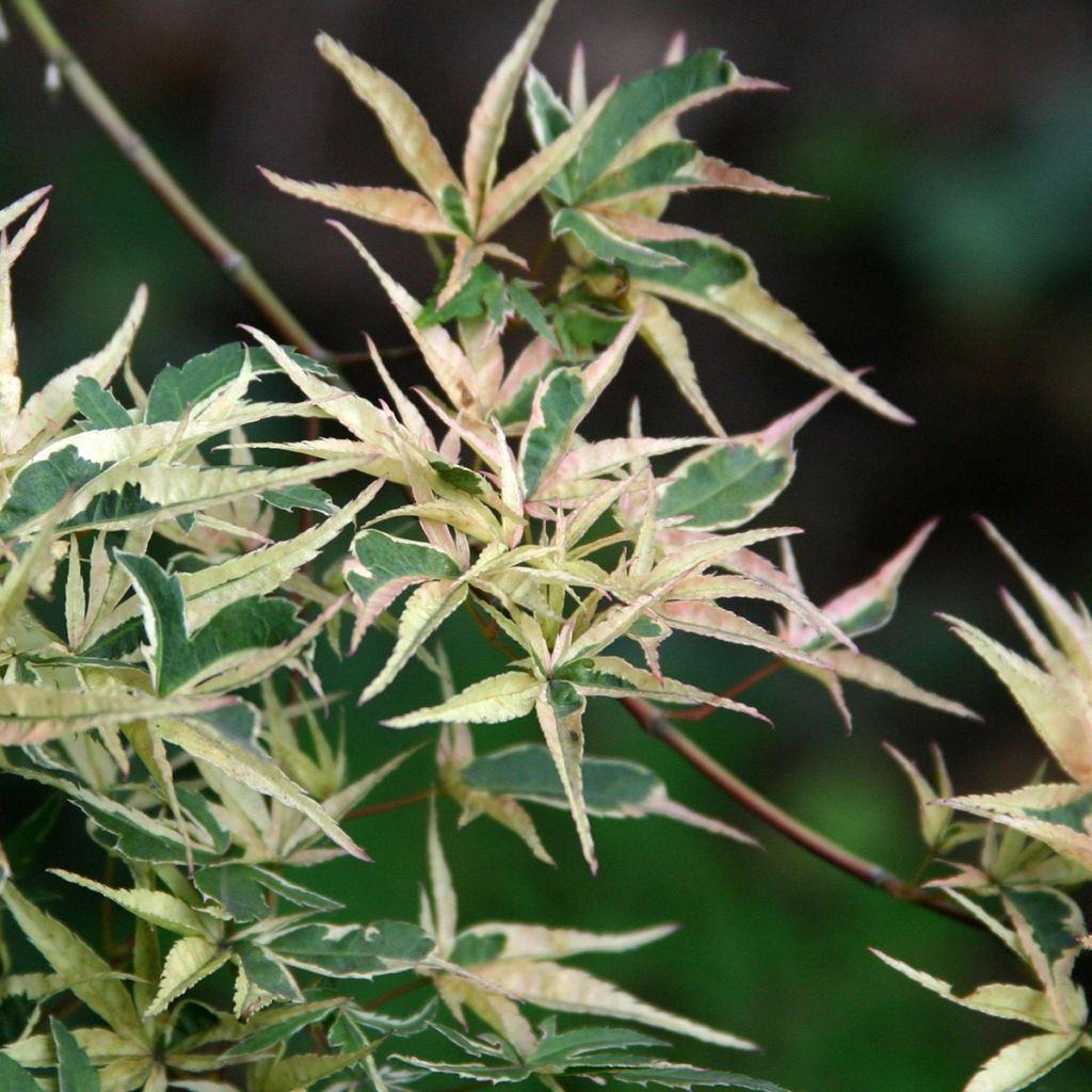 Fächerahorn Kagiri-nishiki - Acer palmatum