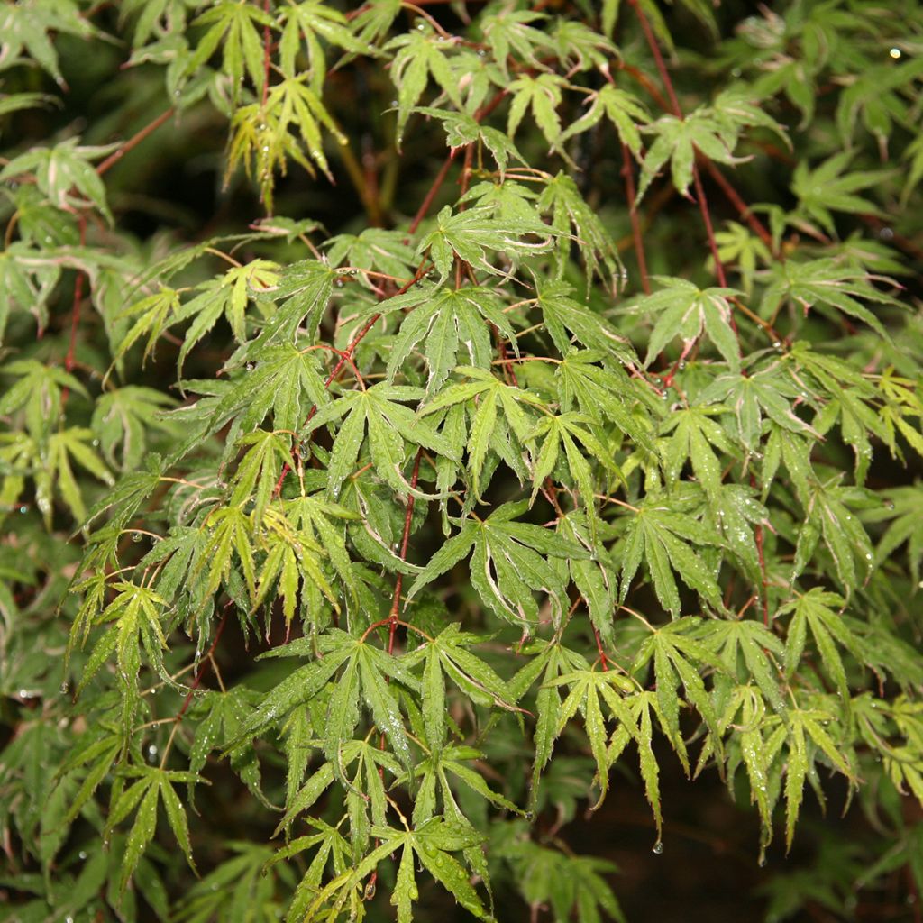 Fächerahorn Kagiri-nishiki - Acer palmatum