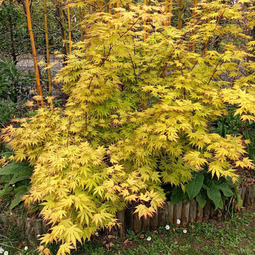 Acer palmatum Orange Dream