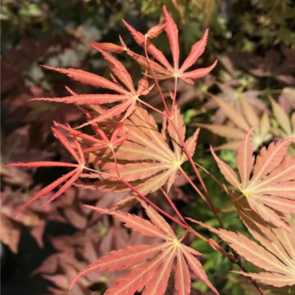 Fächerahorn Orange Flame - Acer palmatum