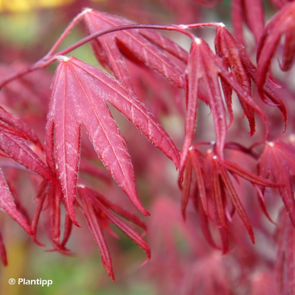 Érable du Japon - Acer palmatum Peve Starfish