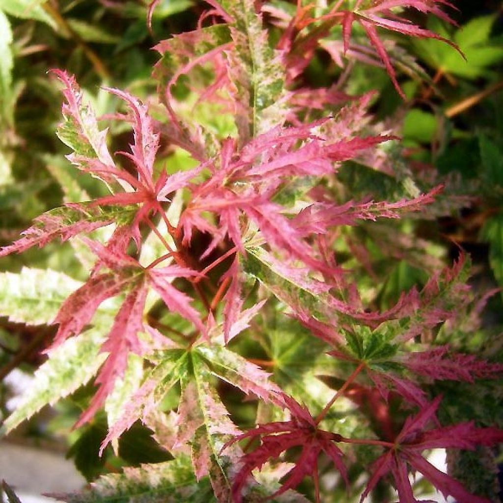 Acer palmatum Phoenix - Fächerahorn