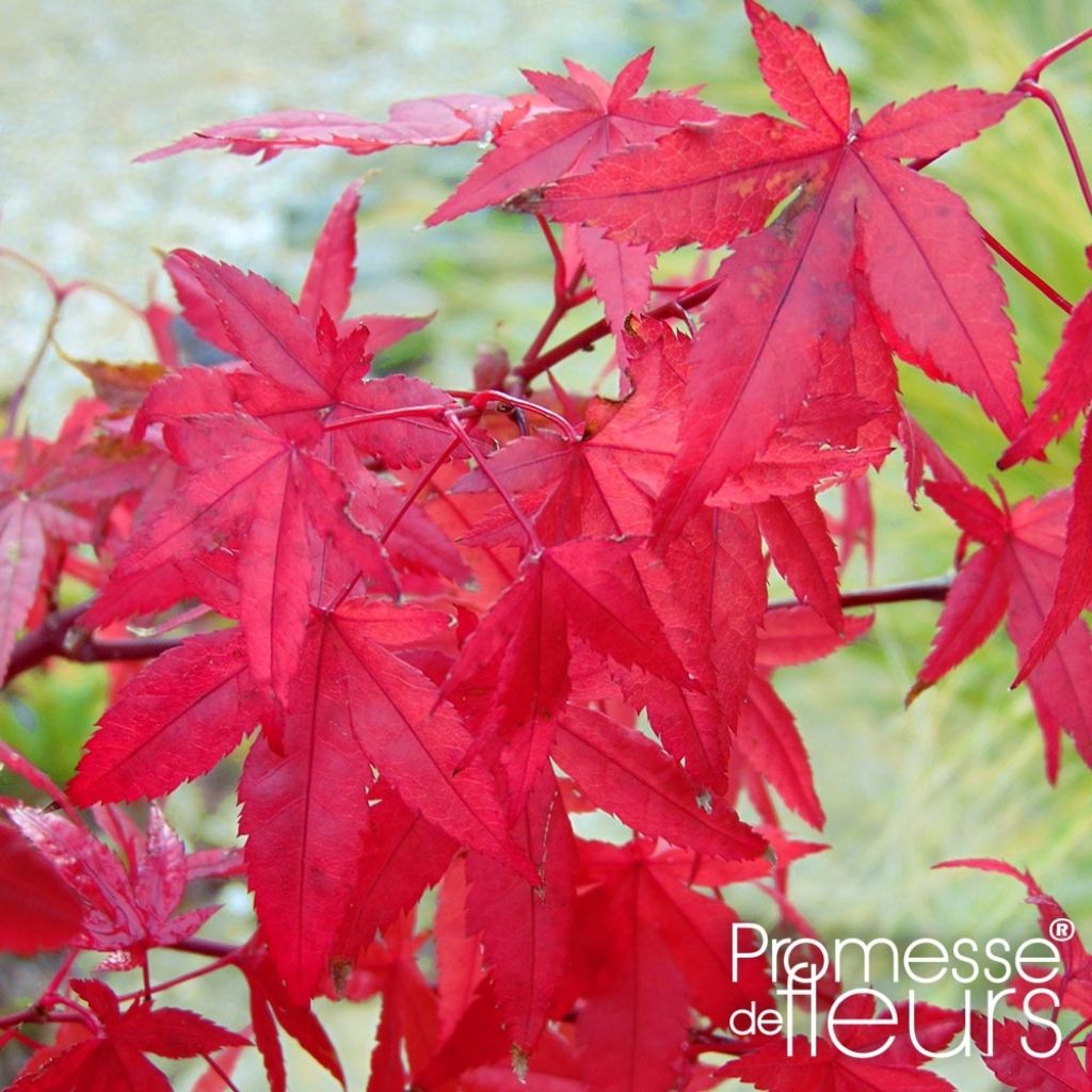 Fächerahorn Redwine - Acer palmatum