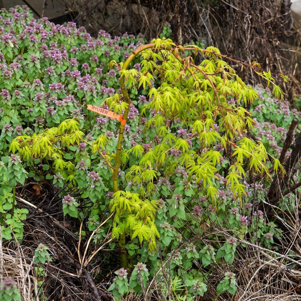 Fächerahorn Ryusen - Acer palmatum