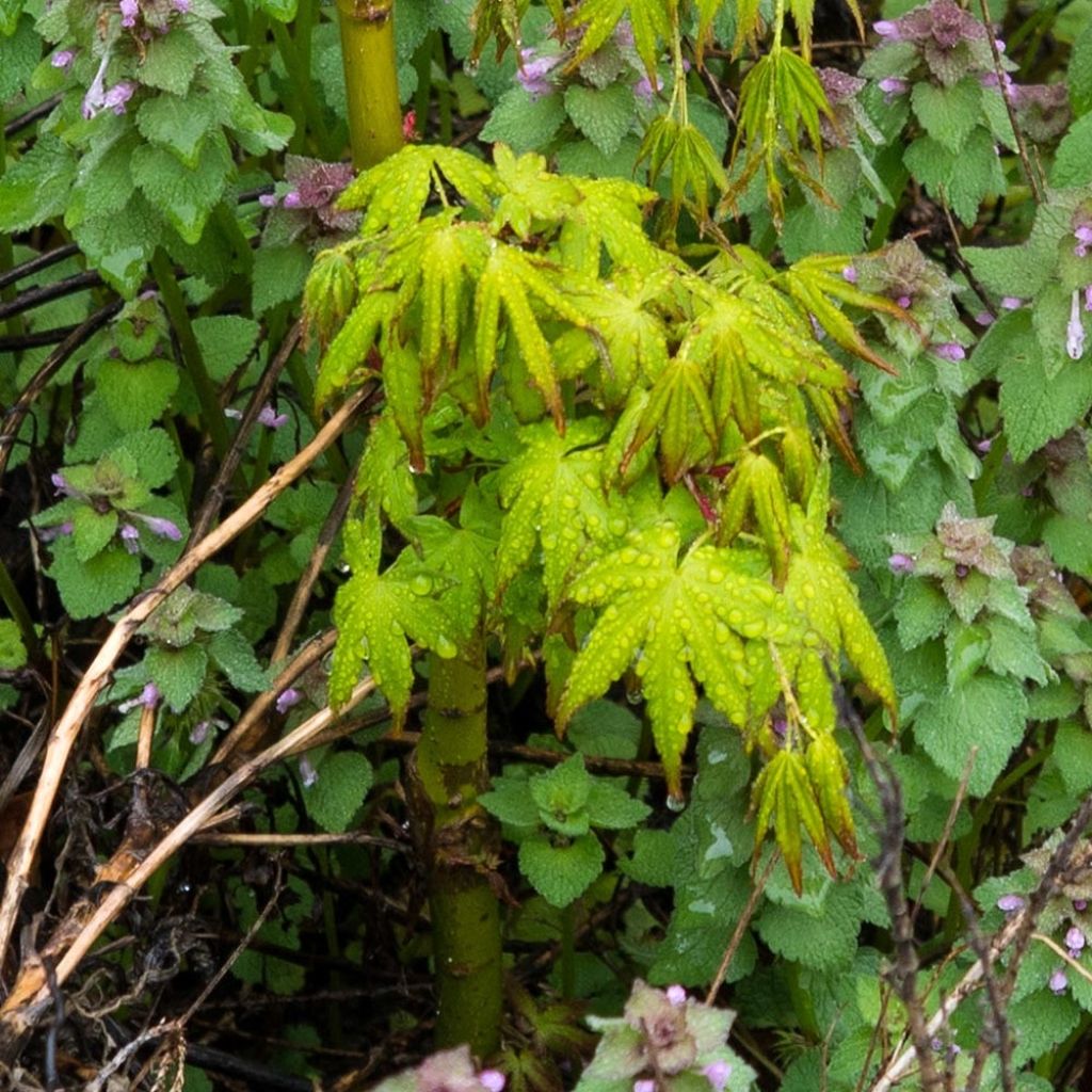 Érable du Japon - Acer palmatum Ryusen