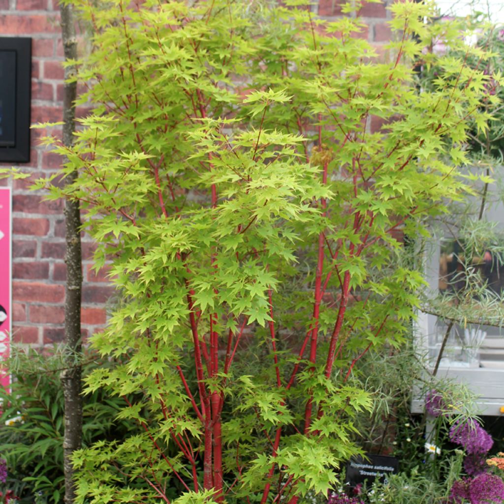 Fächerahorn Sangokaku - Acer palmatum