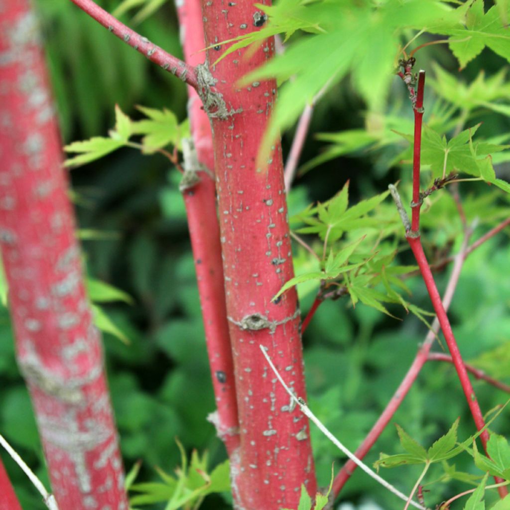 Fächerahorn Sangokaku - Acer palmatum