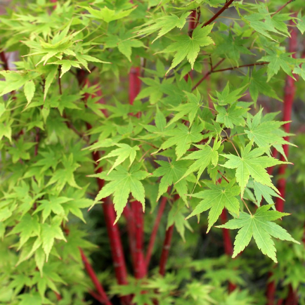 Fächerahorn Sangokaku - Acer palmatum