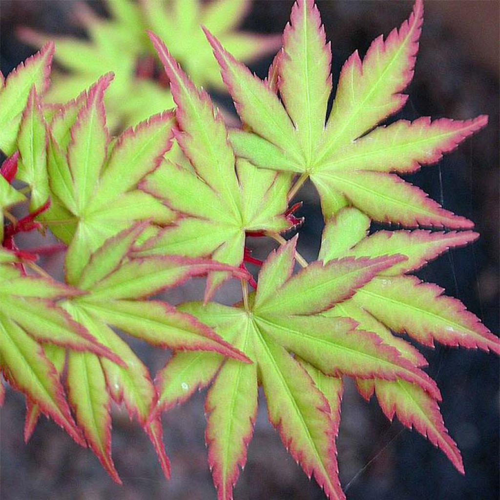 Fächerahorn Sangokaku - Acer palmatum