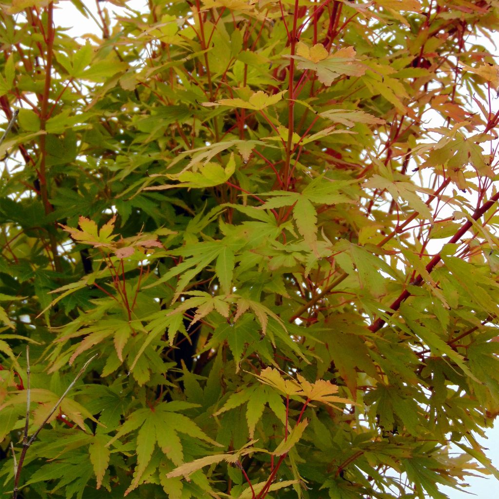 Fächerahorn Sangokaku - Acer palmatum