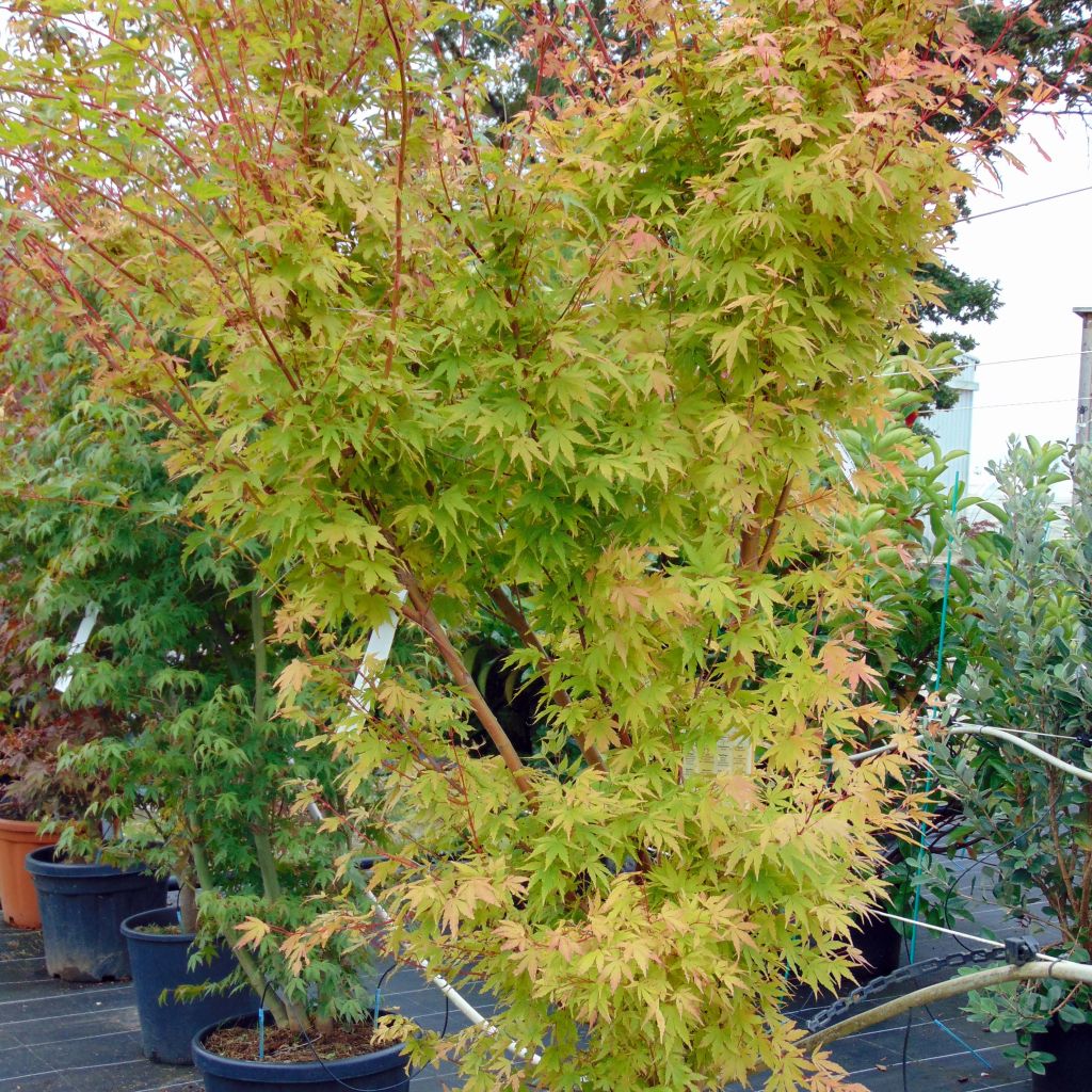 Fächerahorn Sangokaku - Acer palmatum