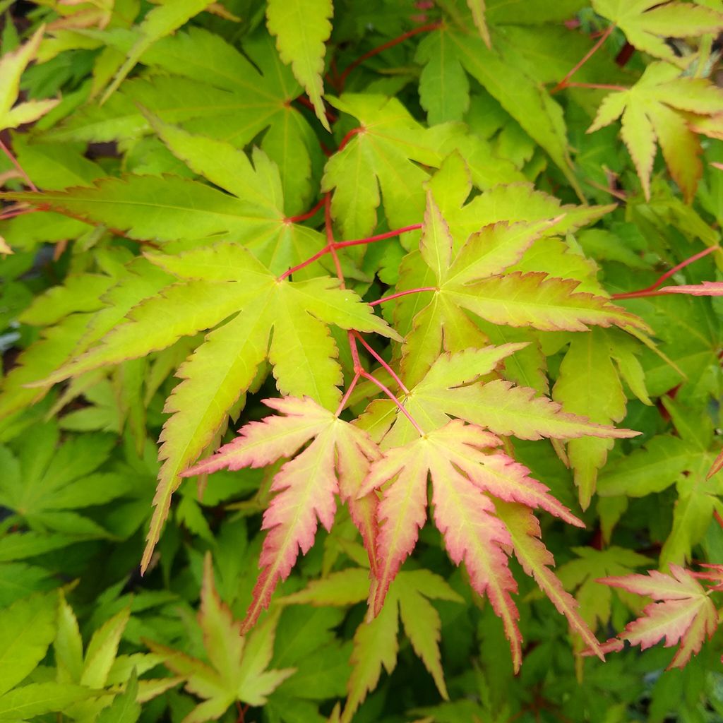 Fächerahorn Sangokaku - Acer palmatum