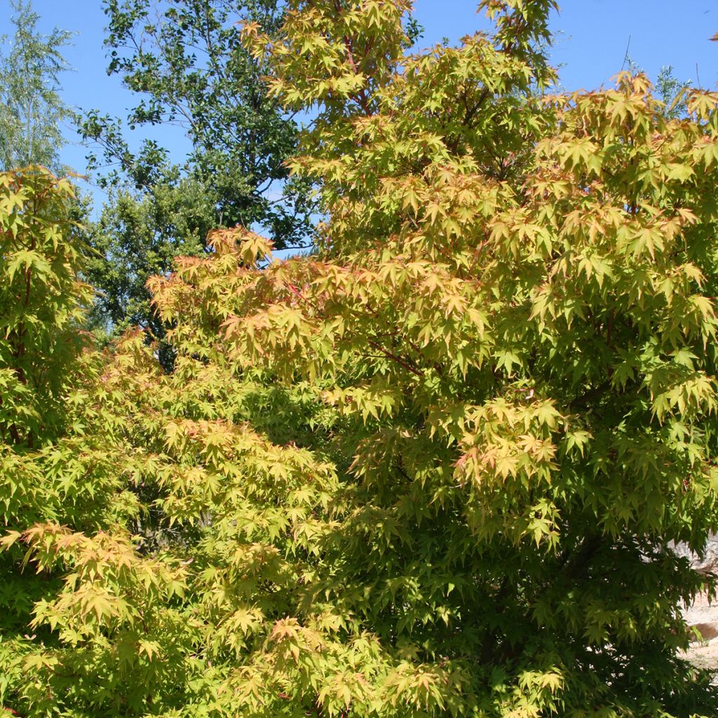 Fächerahorn Sangokaku - Acer palmatum