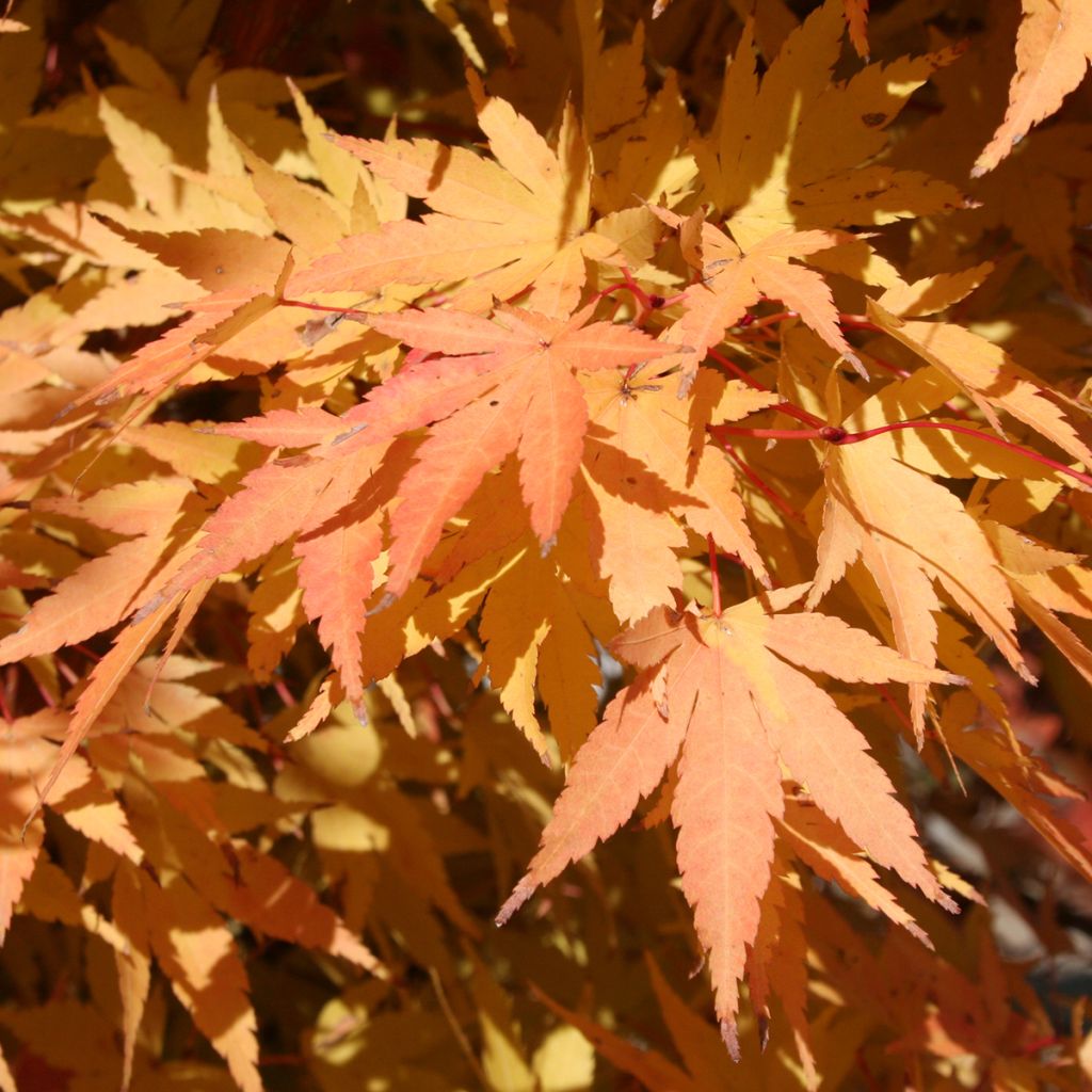 Fächerahorn Sangokaku - Acer palmatum