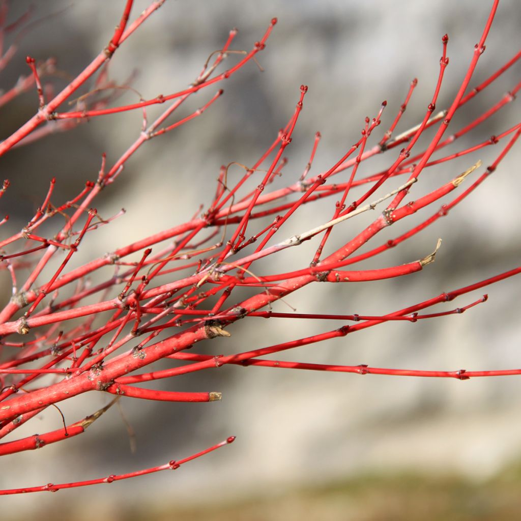 Fächerahorn Sangokaku - Acer palmatum