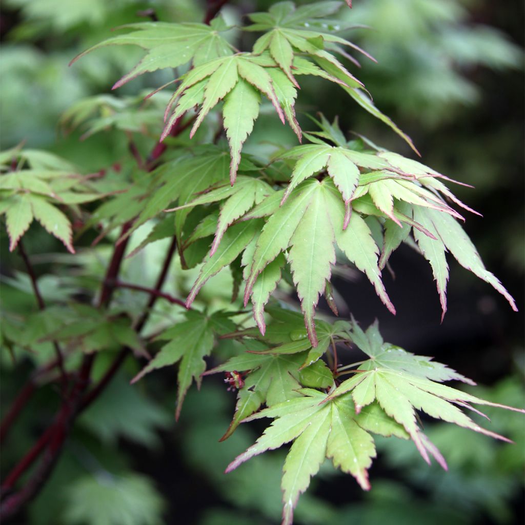 Erable du Japon - Acer palmatum Sangokaku (Senkaki)