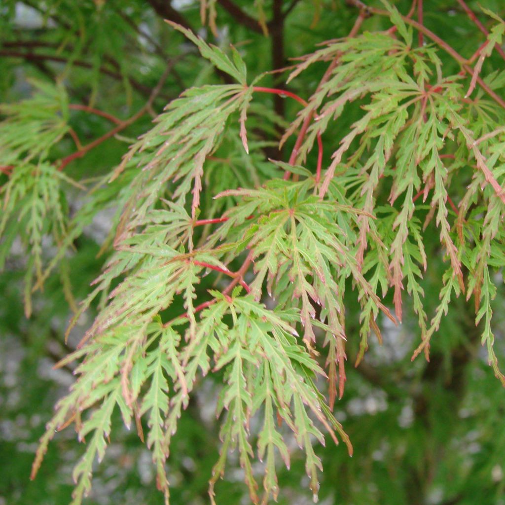 Fächerahorn Seiryu - Acer palmatum