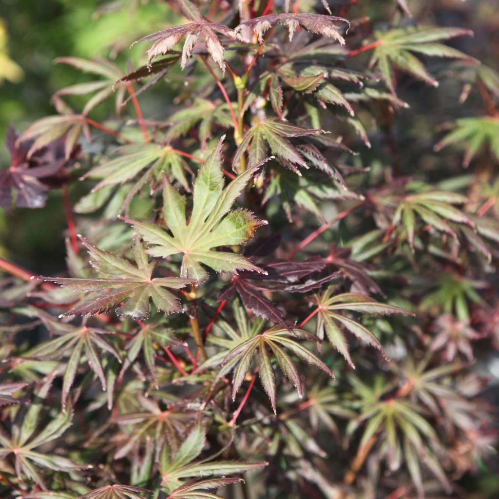 Fächerahorn Trompenburg - Acer palmatum