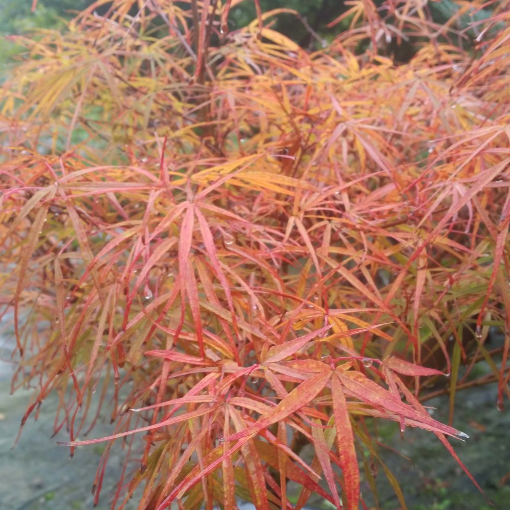 Fächerahorn Villa taranto - Acer palmatum