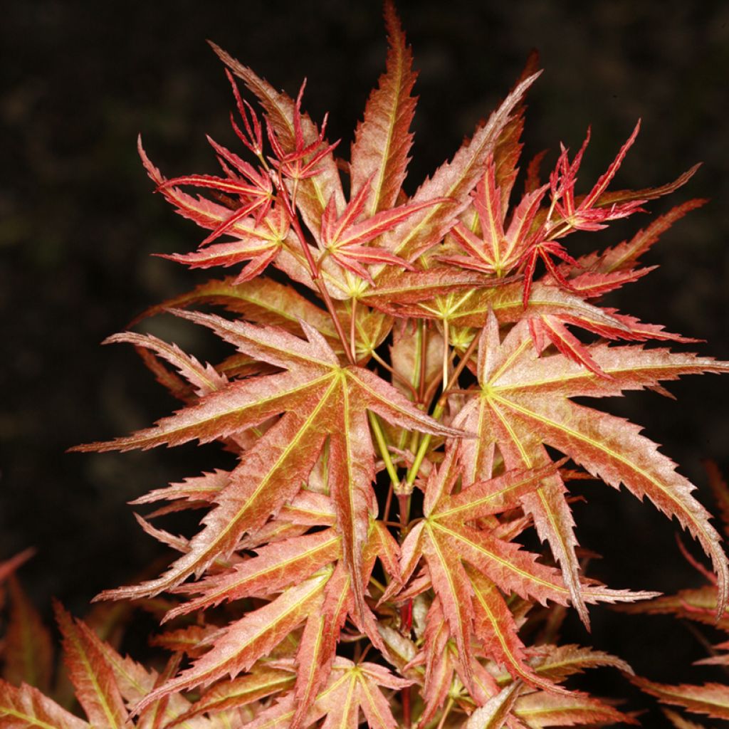 Fächerahorn Wilson's Pink Dwarf - Acer palmatum