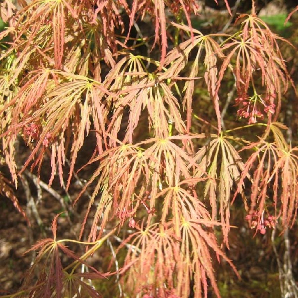 Fächerahorn Dissectum Garnet - Acer palmatum