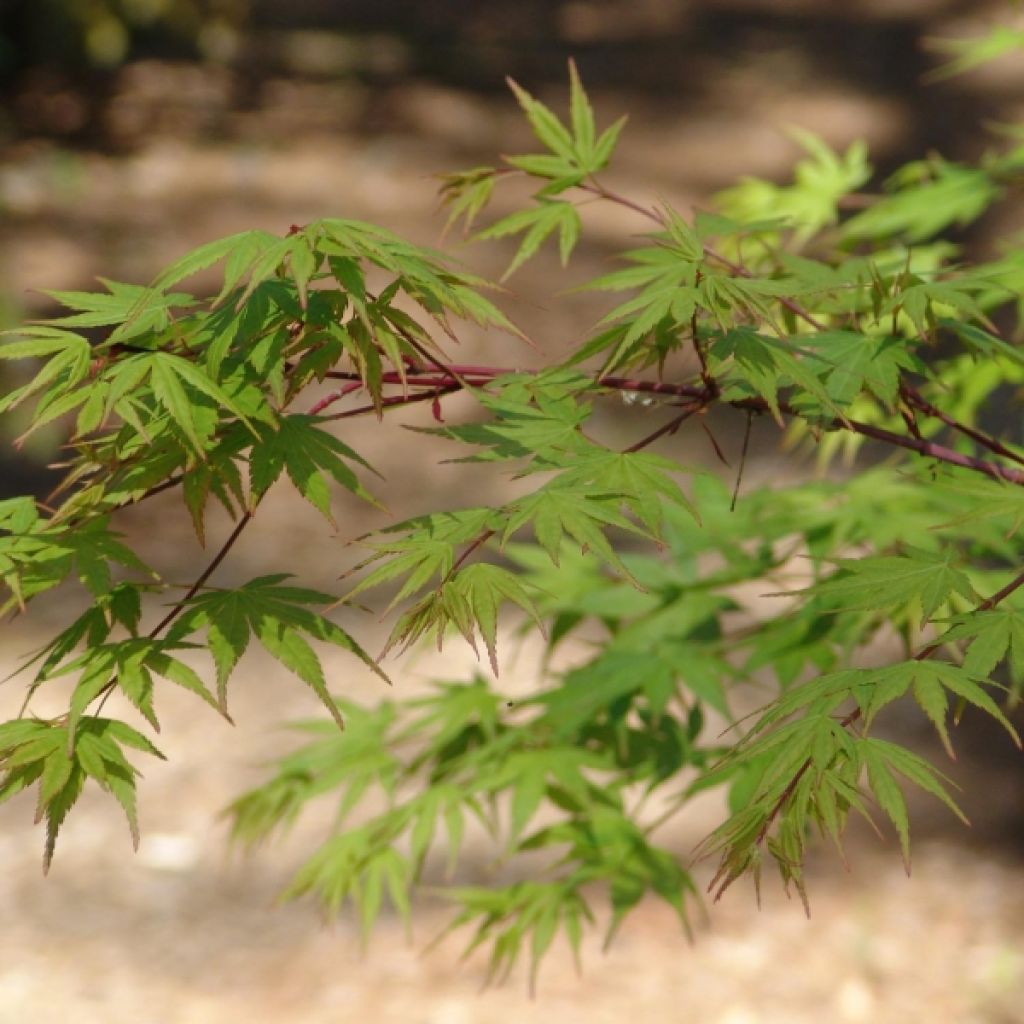 Fächerahorn - Acer palmatum