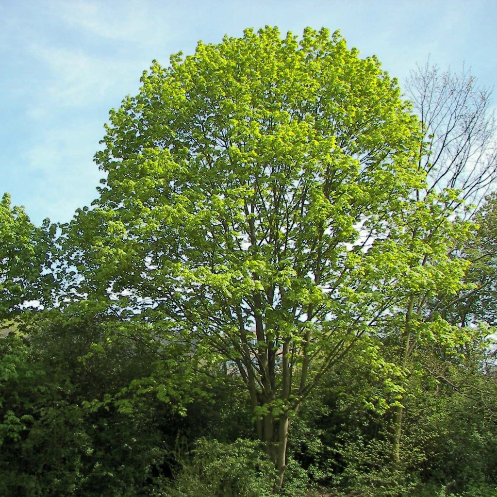 Spitz-Ahorn - Acer platanoides