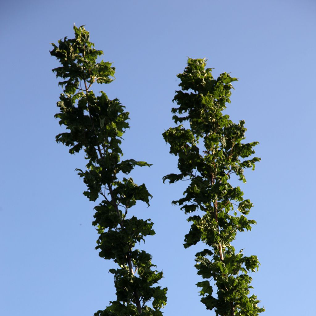 Spitz-Ahorn Marylka Beskid - Acer platanoides