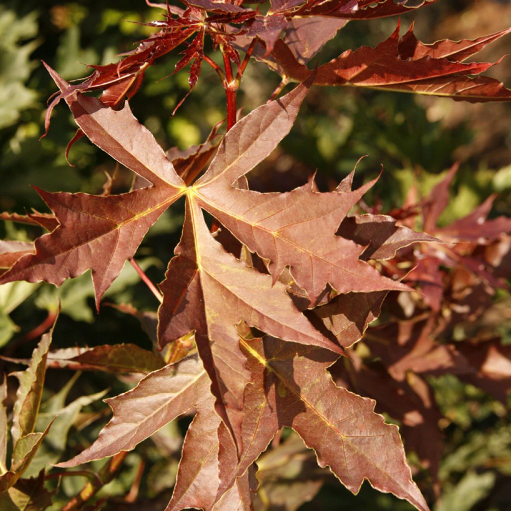 Acer platanoides Dissectum - Spitz-Ahorn