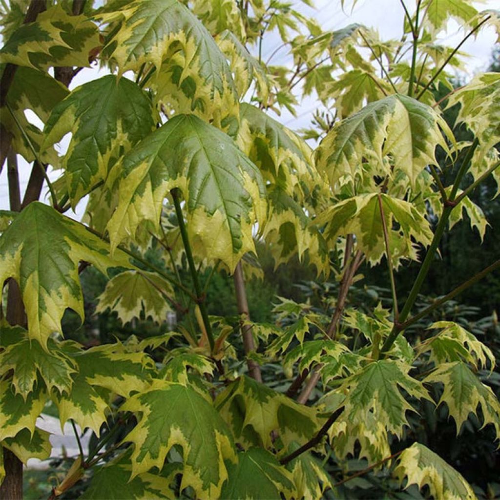 Erable plane - Acer platanoides Drummondii