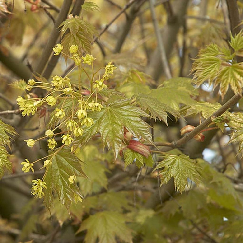 Erable boule - Acer platanoides Globosum