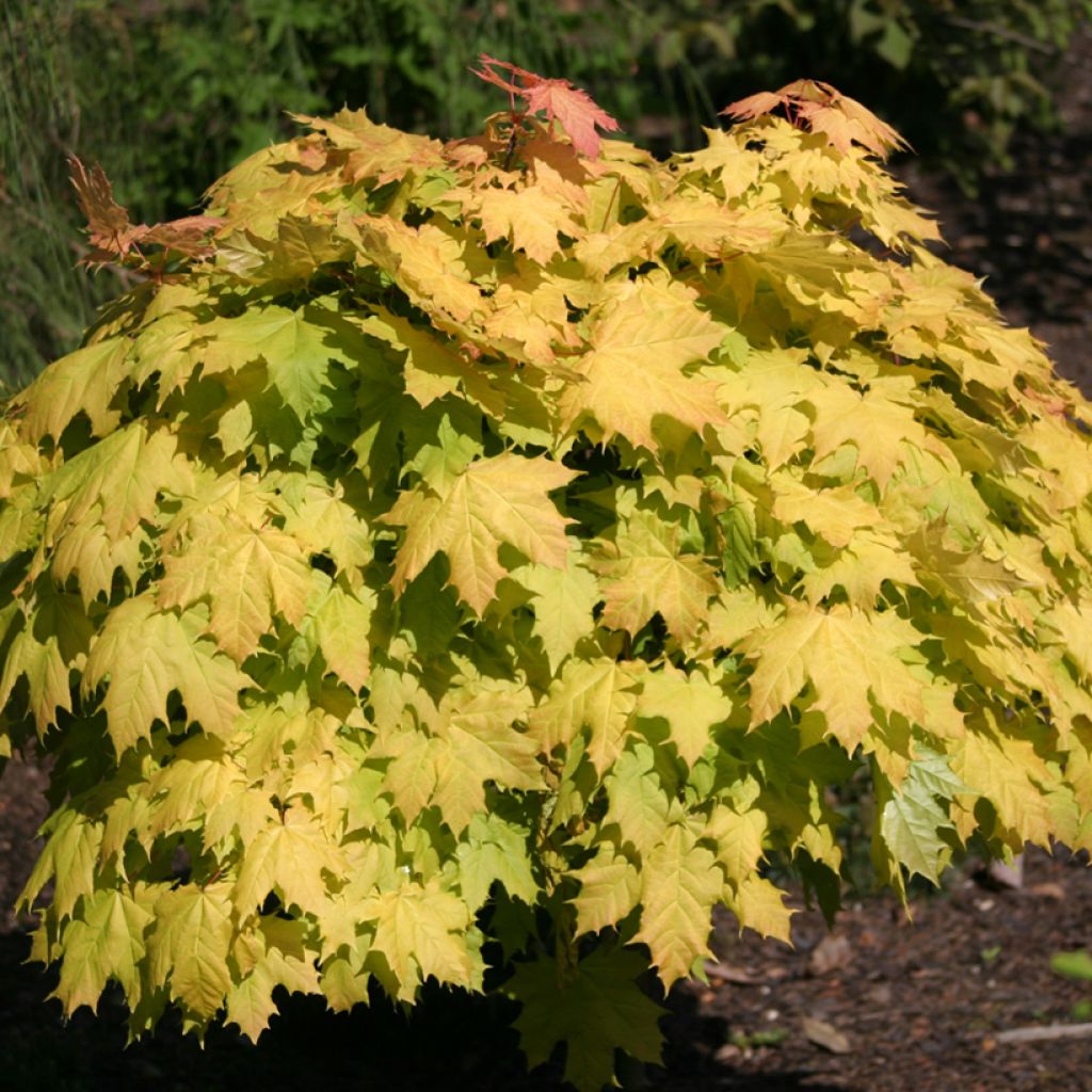 Spitz-Ahorn Golden Globe - Acer platanoides