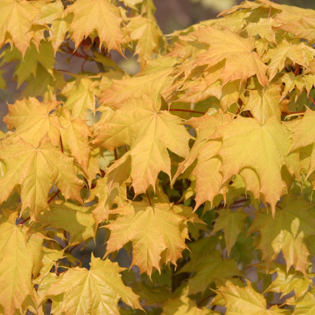 Spitz-Ahorn Golden Globe - Acer platanoides