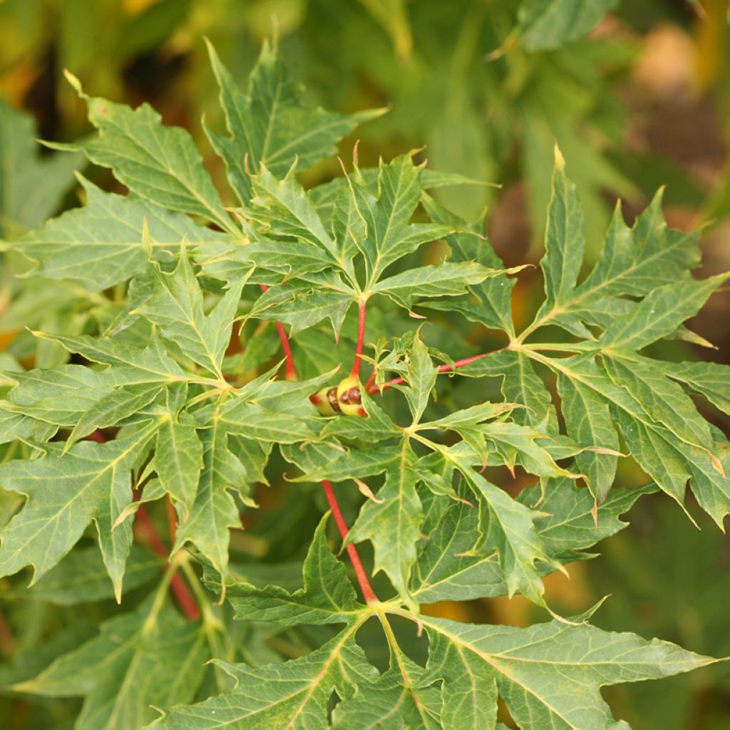 Spitz-Ahorn var. lorbergii Palmatifidum - Acer platanoides