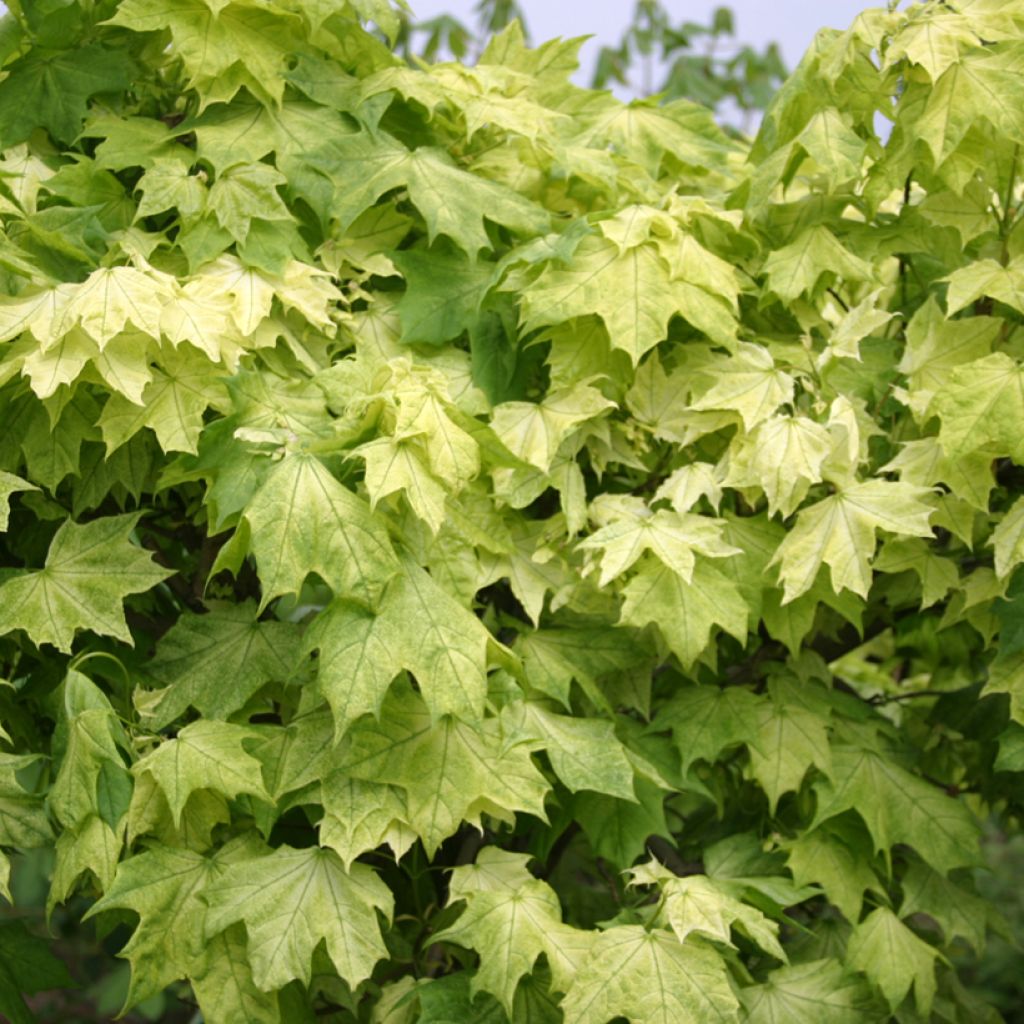 Spitz-Ahorn Maculatum - Acer platanoides