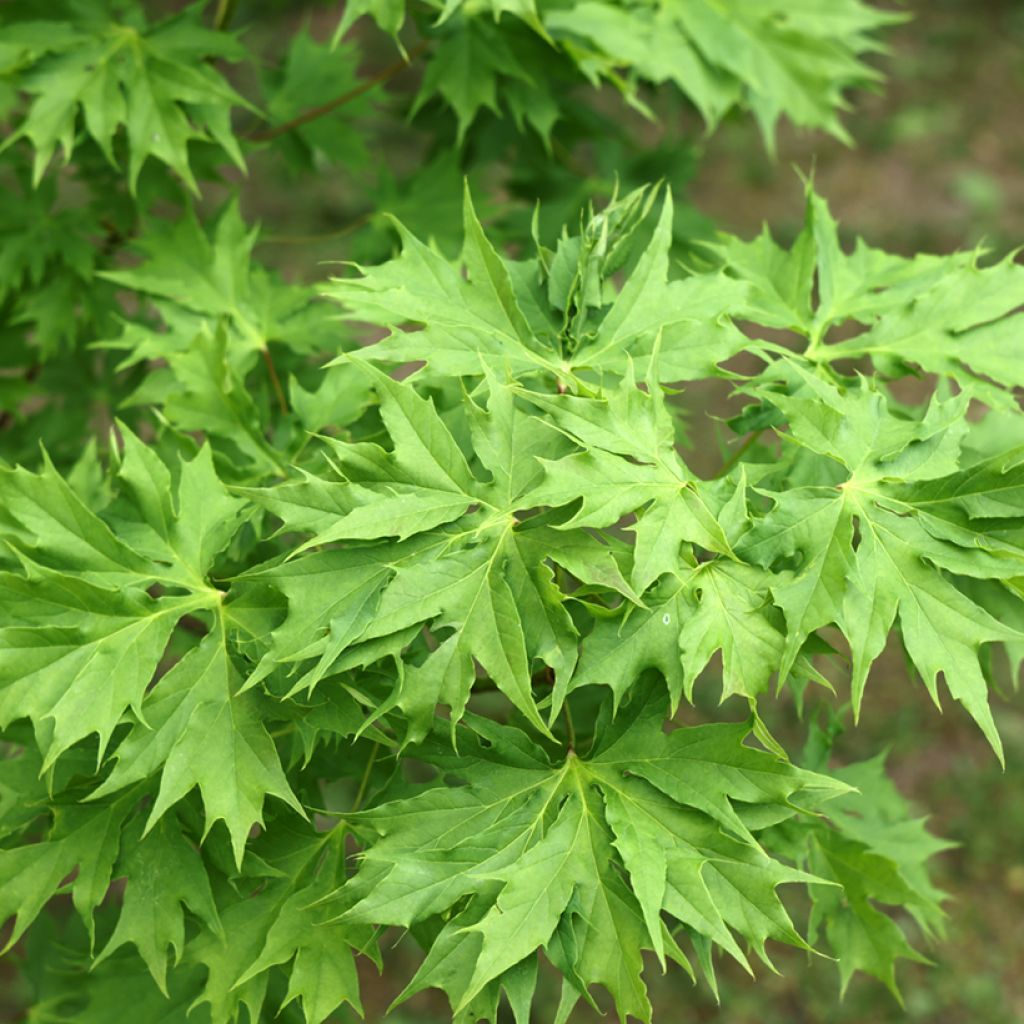 Spitz-Ahorn Oregon Pride - Acer platanoides