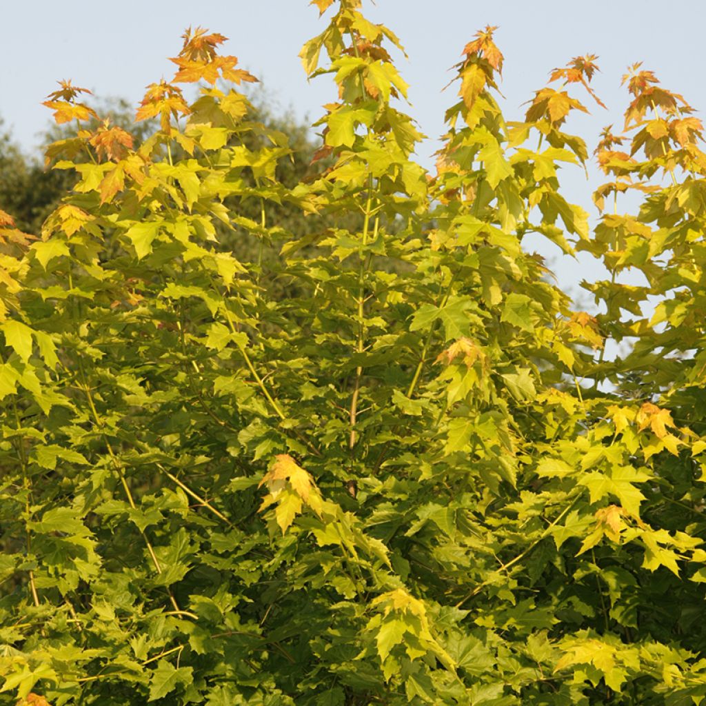 Spitz-Ahorn Prigo Princeton Gold - Acer platanoides