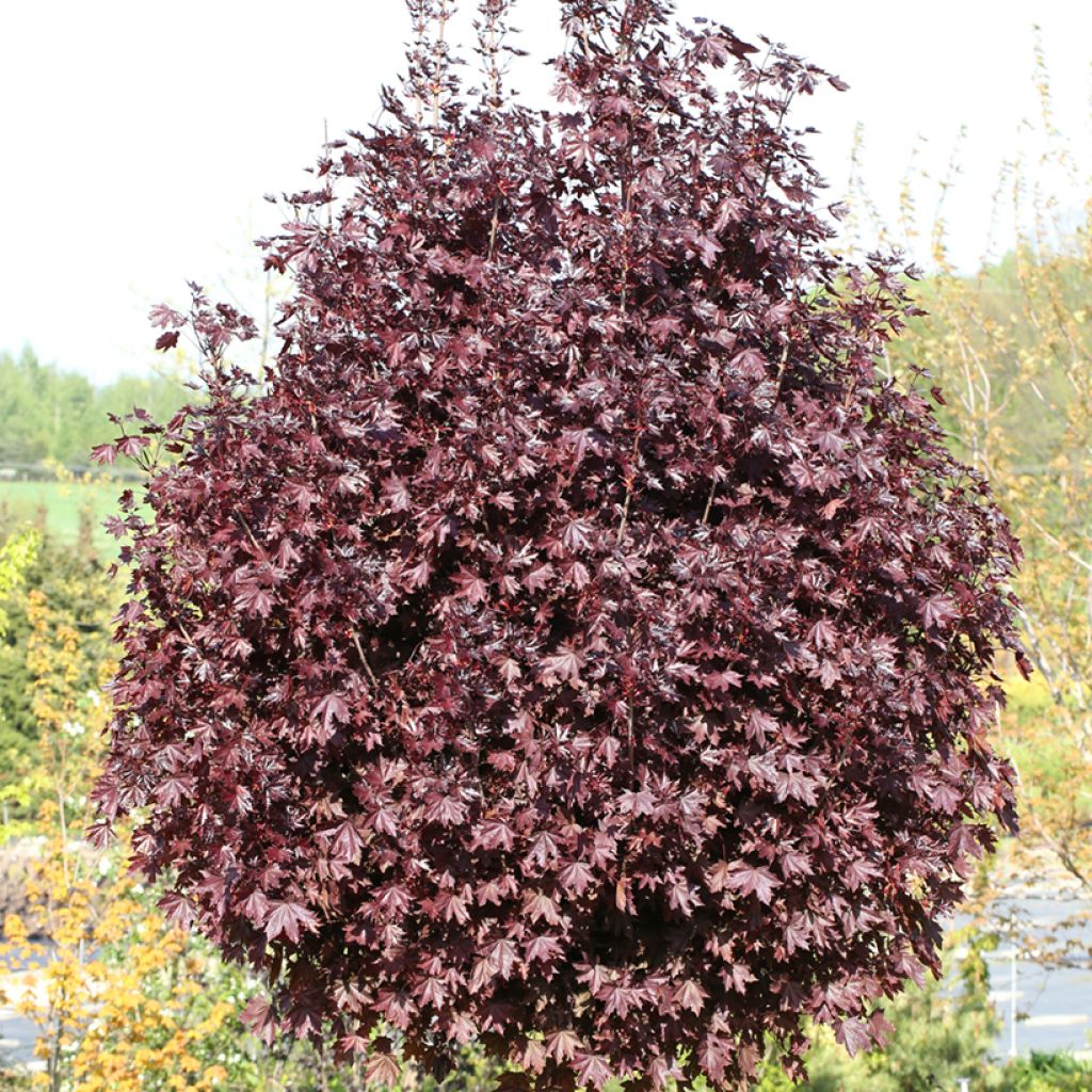 Spitz-Ahorn Purple Globe - Acer platanoides