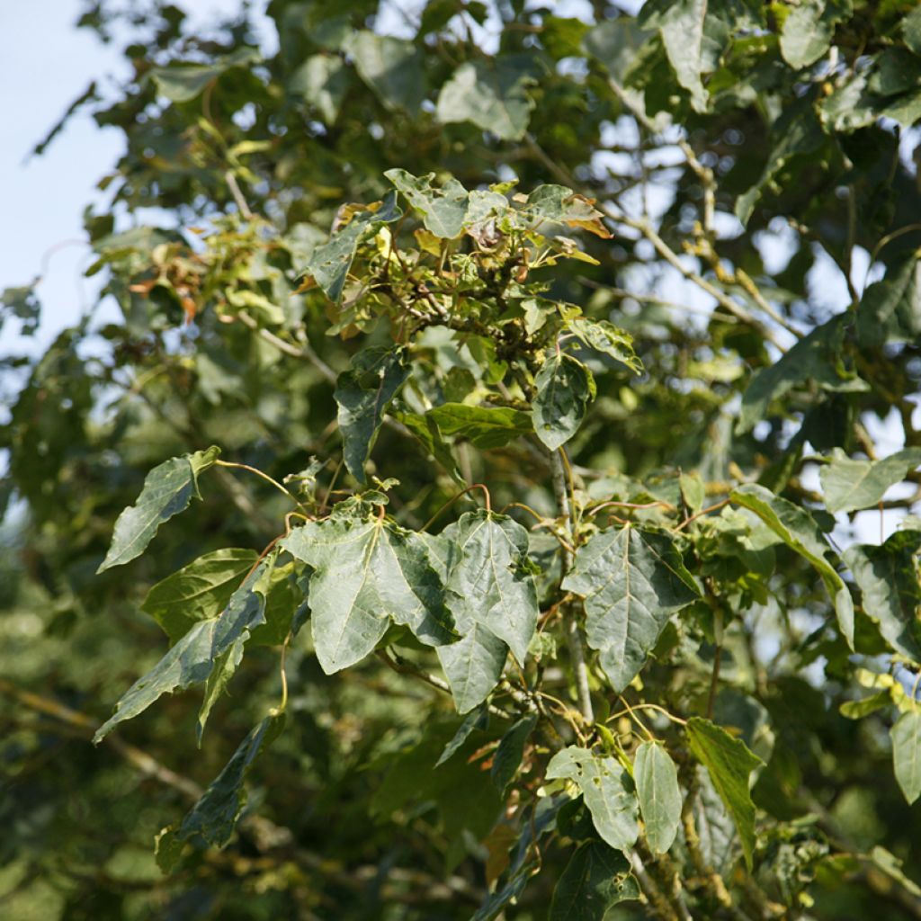 Spitz-Ahorn Stollii - Acer platanoides