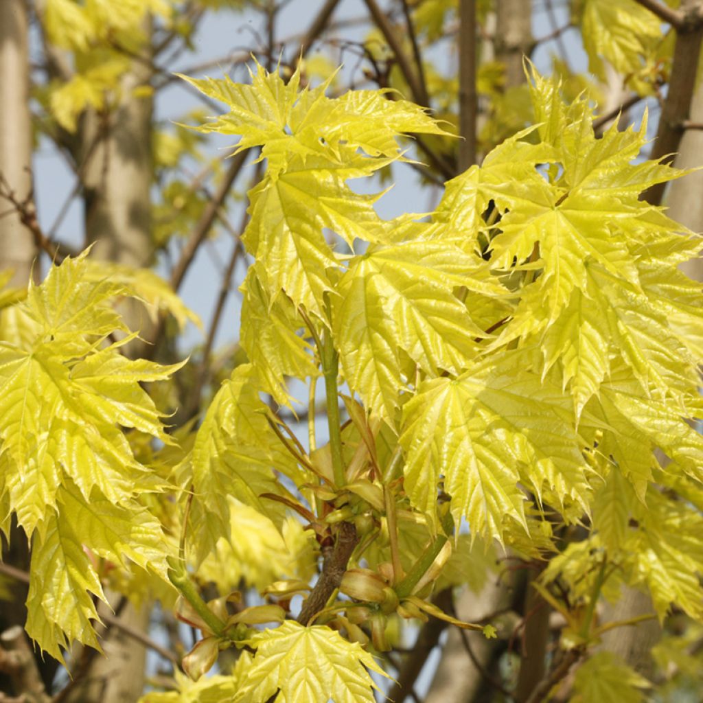 Spitz-Ahorn Walderseei - Acer platanoides