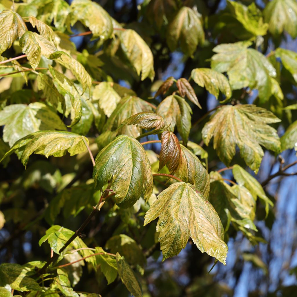 Berg-Ahorn Prince Camille de Rohan - Acer pseudoplatanus 