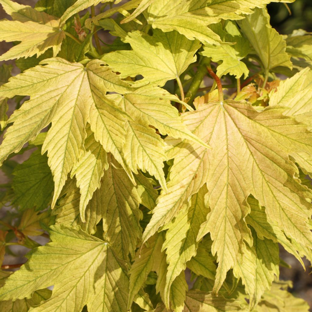 Berg-Ahorn Sunshine - Acer pseudoplatanus 