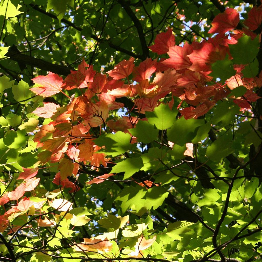 Rot-Ahorn - Acer rubrum