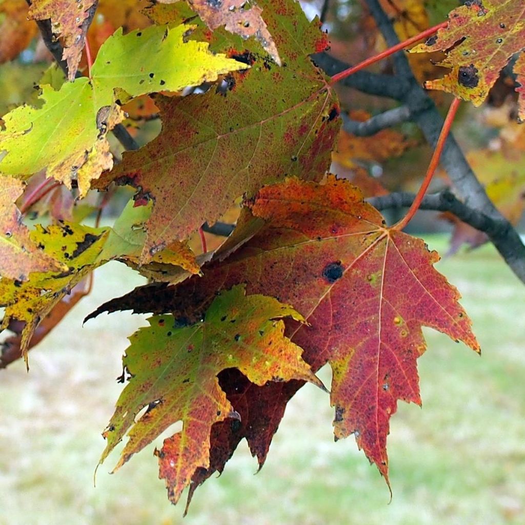 Acer rubrum Armstrong - Érable rouge