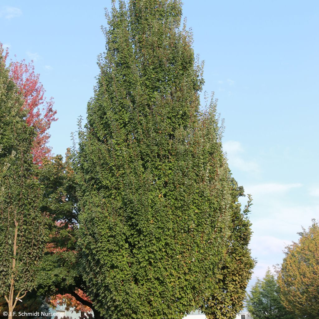 Rot-Ahorn Armstrong Gold - Acer rubrum